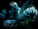 Frosty Evergreen