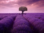 Lavender field