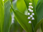 Lily of the valley
