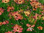 Coreopsis Or Known Tickseed