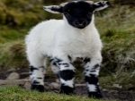 White And Black Lamb