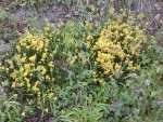 Yellow flowers