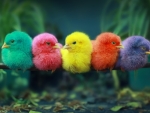 Colorful chicks