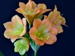 Clivias Flowers