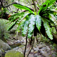 Minnamurra Rainforest, Budderoo National Park, NSW Australia.