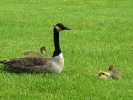 Geese on the Grass
