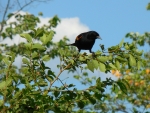 Inquisitive Red Winged Blackbird