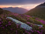 Mountain top~Rhododendron Flowers