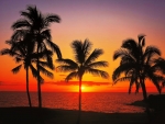 Tropical sunset