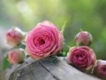 Pink  rose