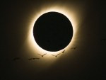 Birds During a Total Solar Eclipse