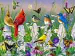 Birds and butterflies