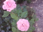 Pink roses
