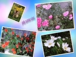 Collage of flowers