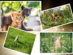 Collage of cats
