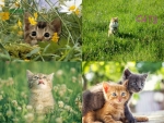 Collage of cats