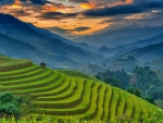 RICE FIELDS at EVENING