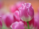 Purple Tulip