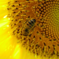 bee on a sunflower