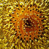 sunflower upclose