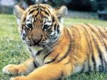 Cute Baby Tiger Cub