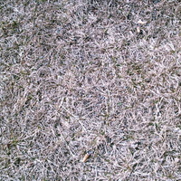 grass beneath my feet