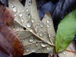 Water on Leaf