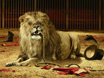 Circus Trainer Death By Lion