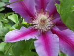 Clematis