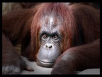 Orangutang