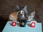 Telephone Kittys