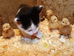 Kitten with Baby Ducks