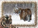snow tigers