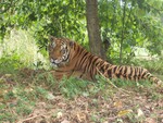 large tiger resting 