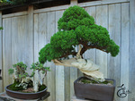 Bonsai