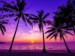 Purple sunset