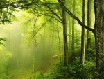 Misty forest