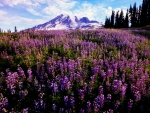 Meadow Of Purple Flowers