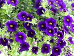 Million Bell Purple Petunias