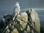 Peregrine falcon