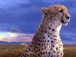 beautiful cheetah