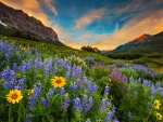 Mountain wildflowers