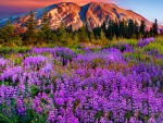 Purple Flower Meadow And Mountains