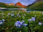 Mountain wildflowers