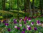 Purple Tulips