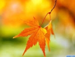 Autumn Leaves