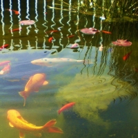 Koi pond