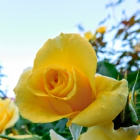 the yellow rose