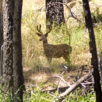 A buck in the shade