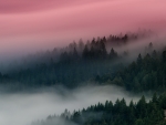 foggy forest sunset